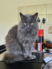 Cat jumped on baby! GP?