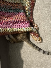 The One after the One where the Excellent Cats posed for a calendar