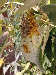 What are these ants doing on the buddleia?
