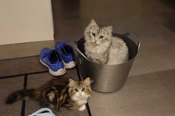 Siberian cat for household with cat allergies?