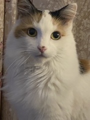 Anyone want a stubborn ass cat?