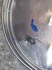 What kind of spider is this?
