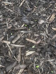 Can anyone identify whatever this weed/plant might be in my bark please?