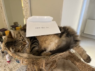 Cat jumped on baby! GP?