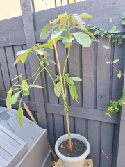 Avocado Plant Help!