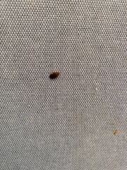 Has anyone actually got rid of bedbugs?