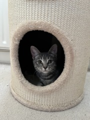 How much Applaws kitten dry food to feed alongside dry?