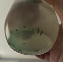 I am overrun with fruit flies and I do t know what else to try!!