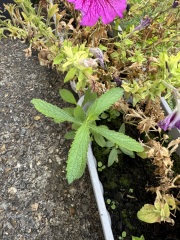 What are these?