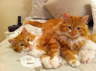 New Kittens, will I regret it?