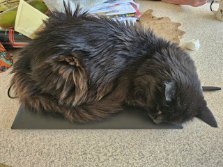 Chicken, Dreamies and Lickelix - the Excellent Cats form a disorderly queue