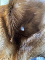 Just found a weird little growth under my Labrador’s ear - any advice before I call the vet pls?