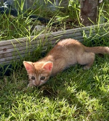 Chicken, Dreamies and Lickelix - the Excellent Cats form a disorderly queue