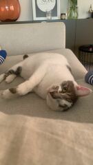 My cat needs to have an eye removed - any experiences?