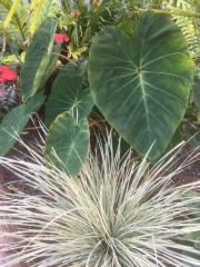 Anyone else planting a jungle/tropical garden?