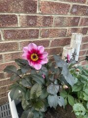 Who wants to look at my dahlias