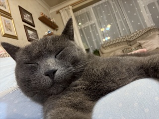 Chicken, Dreamies and Lickelix - the Excellent Cats form a disorderly queue