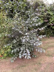 What is this shrub?