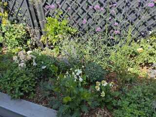 Garden disaaaaaaaaster! I've got no right to take my place with the human race
