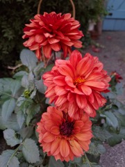 Who wants to look at my dahlias