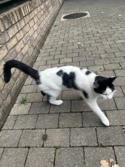 The One after the One where the Excellent Cats posed for a calendar