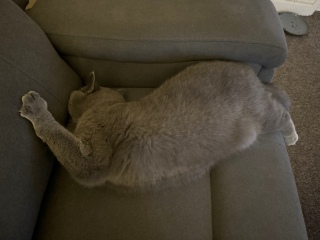 Sent some pictures of my cat to a few friends and they are saying he needs a vet..