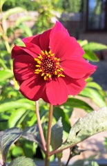 Who wants to look at my dahlias