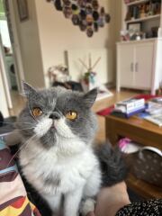 Pampered, Persian, Princess Penelope