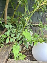 Is anyone interested in my bind weed removal experiment?