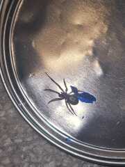 What kind of spider is this?