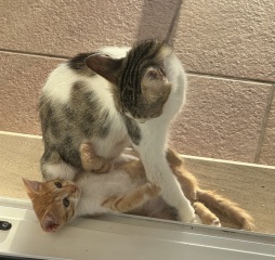 Chicken, Dreamies and Lickelix - the Excellent Cats form a disorderly queue