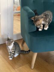 New Kittens, will I regret it?