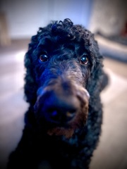 Thinking of getting a poodle cross?