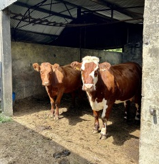 Questions about cows
