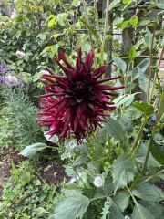Who wants to look at my dahlias