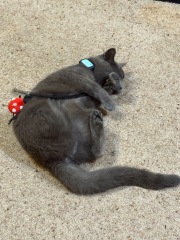 Chicken, Dreamies and Lickelix - the Excellent Cats form a disorderly queue