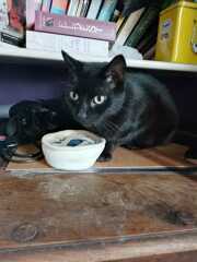 The One after the One where the Excellent Cats posed for a calendar