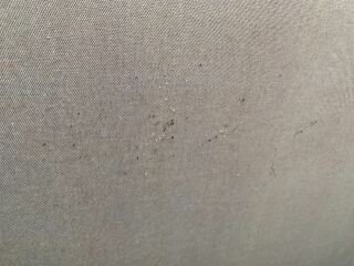 Has anyone actually got rid of bedbugs?