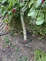 Growing a fig tree in a city garden