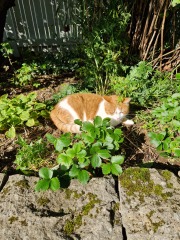 The One after the One where the Excellent Cats posed for a calendar