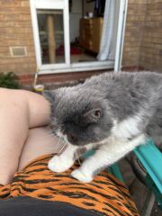 Pampered, Persian, Princess Penelope