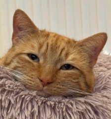 AIBU about “adopt don’t shop”?