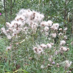 Weeds Have Rights Too !