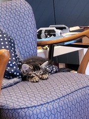 Kitten, 16 weeks, never meowed