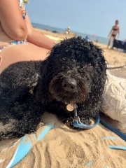 Thinking of getting a poodle cross?