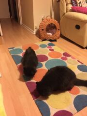 Pampered, Persian, Princess Penelope