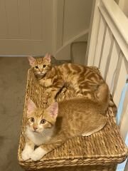 Name these fur babies