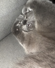 Sent some pictures of my cat to a few friends and they are saying he needs a vet..