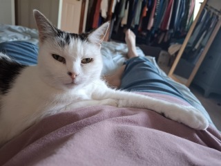 New very young kitten, where should it sleep?