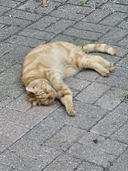 Chicken, Dreamies and Lickelix - the Excellent Cats form a disorderly queue